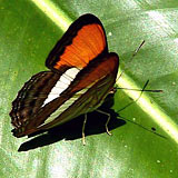 Schmetterling